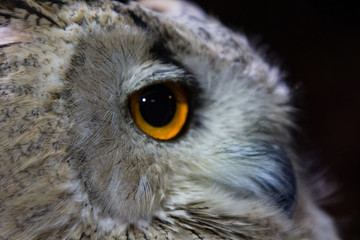 Extreme close up of owl and owls eye