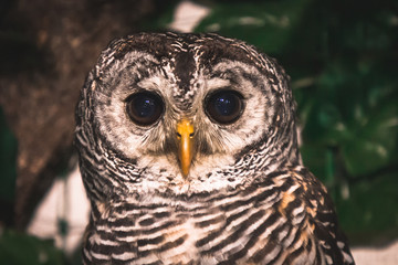 portrait of an owl