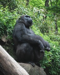 Fototapeta premium Large Gorilla