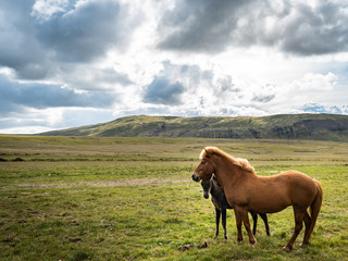Fototapeta na wymiar Mother and Child Wild Horse in Open Field - Iceland