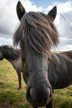 Close Up Of Horse With Emo Haircut