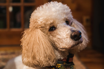 Portrait of poodle staring into camera.