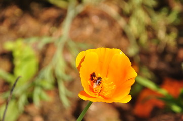 Obraz premium yellow poppy flower