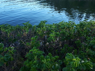Green bushes on the sea front - Lysaker 