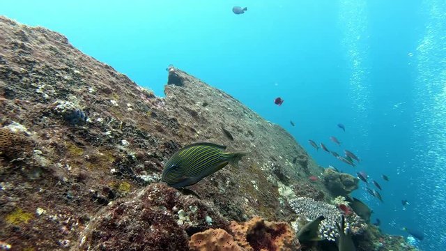 Striped surgeonfish (Acanthurus lineatus) search the reef rock. 