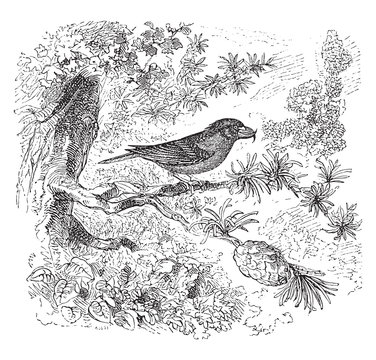 recommend clip art: Crossbill bird, vintage illustration.