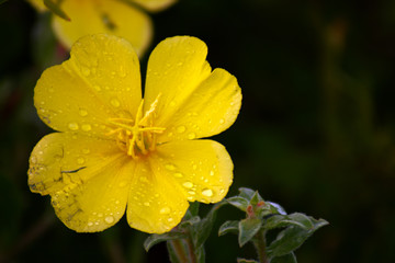 yellow flower with water drops