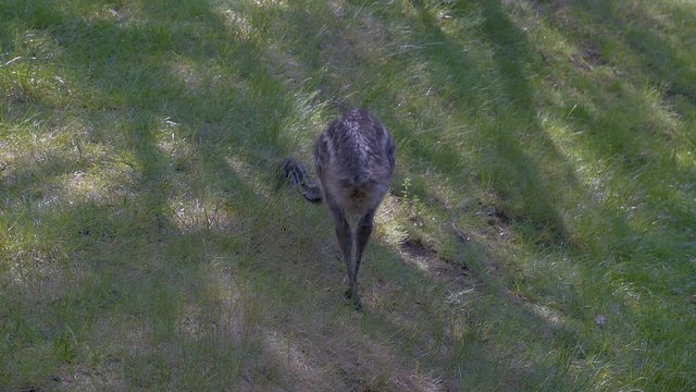 An Emu ostrich chick standing in the tall green grass on a hill and grazing. Sheltering itself in the shadows. Static 4k shot.
