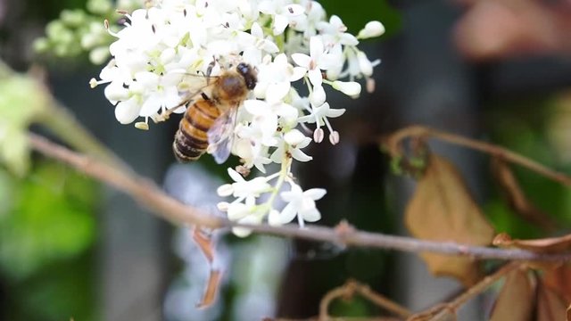 Italian Honey Bee - Apis Mellifera Ligustica Sips Flower Nectar And Fly Away - Closeup Shot
