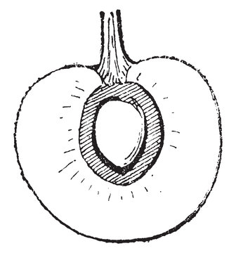 Endocarp, vintage illustration.