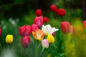 many colorful tulip flowers in the garden with green background, beautiful tulips