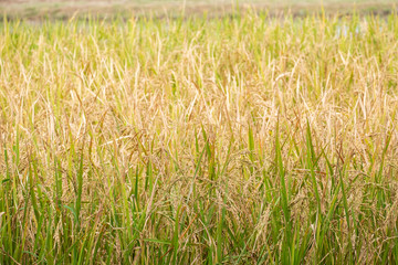 beautiful paddy rice and leaf in plant field ready to crop or harveast in nature background concept agricuture