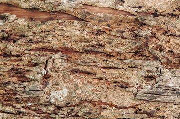 Close up rough texture of Merkus pine or Sumatran pine wood bark background
