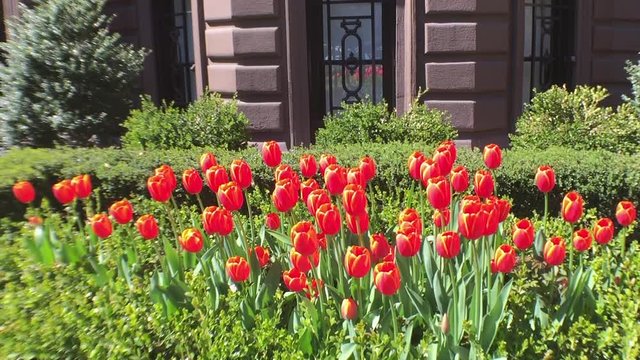 A Spring garden of Tulips in bloom in Boston.