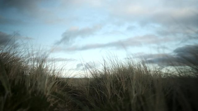 Grass On Hills Of Thy Coast