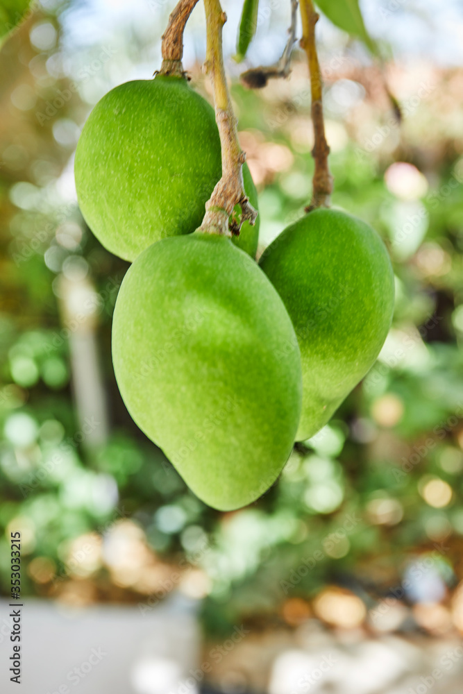 Poster Beautiful and fresh green unripe mangoes on a branch in the summer