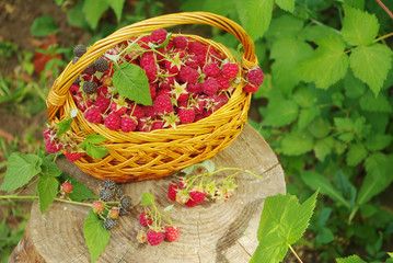 Fototapeta na wymiar Basket with ripe raspberries, standing on a stump.