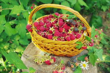 Fototapeta na wymiar Basket with ripe raspberries, standing on a stump.