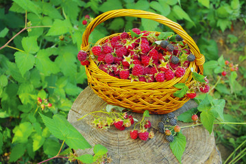 Basket with ripe raspberries, standing on a stump.