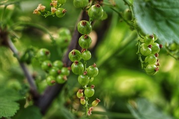 Young green berries of red currant on the currant bush, edible healthy berries on own garden.