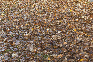 floor full leaves autumn golden color