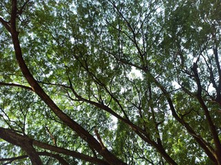 Sky covered by trees