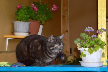 Dark gray cat laying next to flowers of  geranium on the veranda of village house. home furnishings