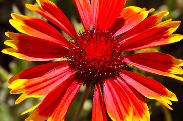 Red Daisy