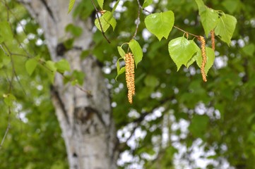 Young fresh birch catkins on a birch tree background