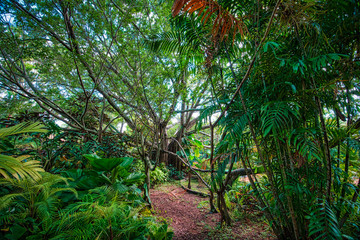 Banyan tree path