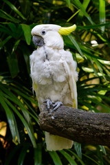 white parrot on a tree