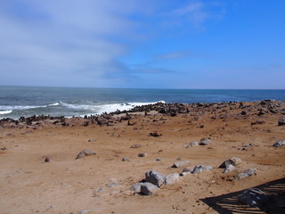 Fototapeta na wymiar Herds of sea lions, Cape Cross, Swakopmund, Namibia