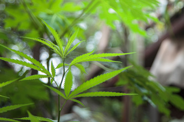 Green cannabis leaves on blurred background. Growing medical marijuana. Marijuana leaves, cannabis beautiful  indoor cultivation.