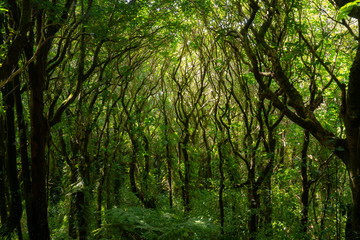 Fototapeta na wymiar Trees in the New Zealand bush forming an aesthetic background