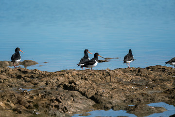 A flock of Oyster Catcher birds on rocks by the shore