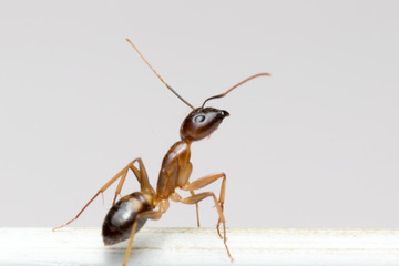 macro shot of a ant