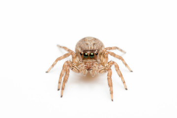 spider isolated on white background