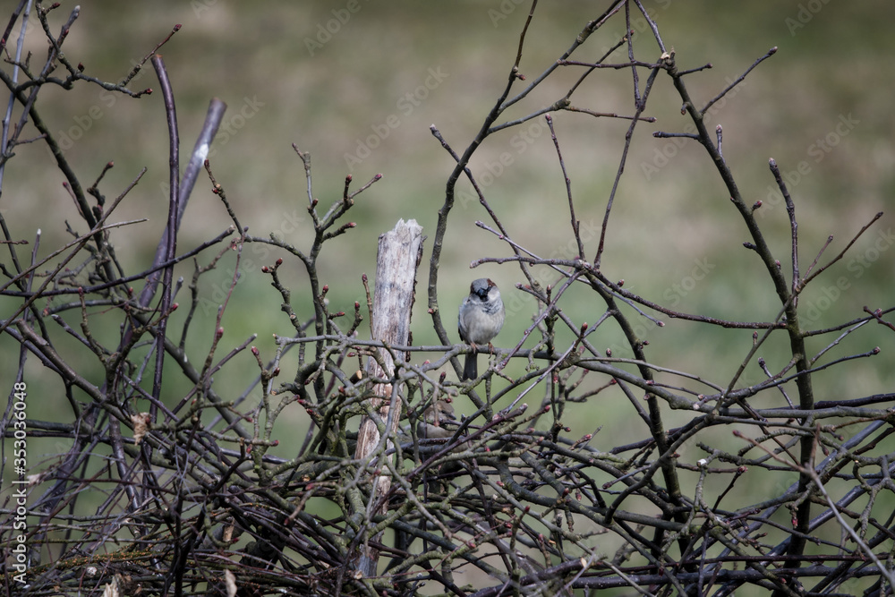 Poster passer domesticus - sparrow sitting on a tree branch.