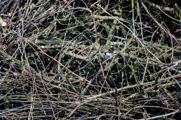 Passer domesticus - sparrow sitting on a tree branch.