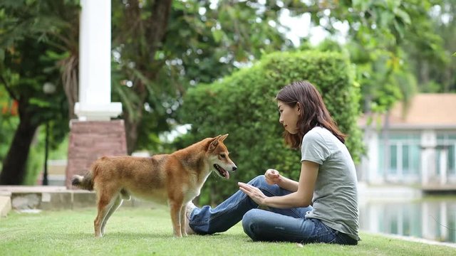 Young female and dog summer concept. The girl plays with the Shiba Inu dog in the backyard. Asian women are teaching and training dogs to greet by shake hands.
