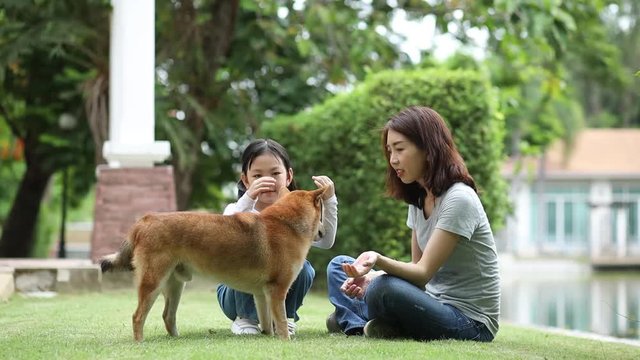 Families with mothers and daughters playing with Shiba Inu dogs in the park in the summer.