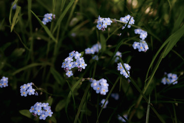 blue and white flowers with leaves through the grass