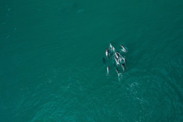 Aerial overhead shot of dolphins in a pure turquoise sea during daytime