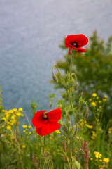 Bright red poppies on the background of the lake