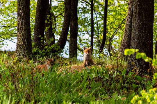 Młode lisy. Natura Podlasia. Dolina Narwi. Wiosna w przyrodzie Podlasia, Polska
