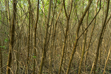 Mangrove forest in beautiful nature with blue sky on summer