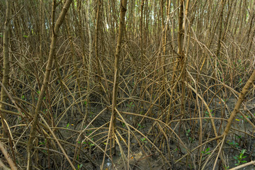 Mangrove forest in beautiful nature with blue sky on summer