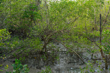 Fototapeta na wymiar Mangrove forest in beautiful nature with blue sky on summer