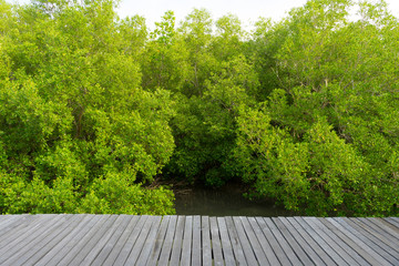 Mangrove forest in beautiful nature with blue sky on summer