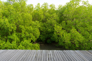 Mangrove forest in beautiful nature with blue sky on summer